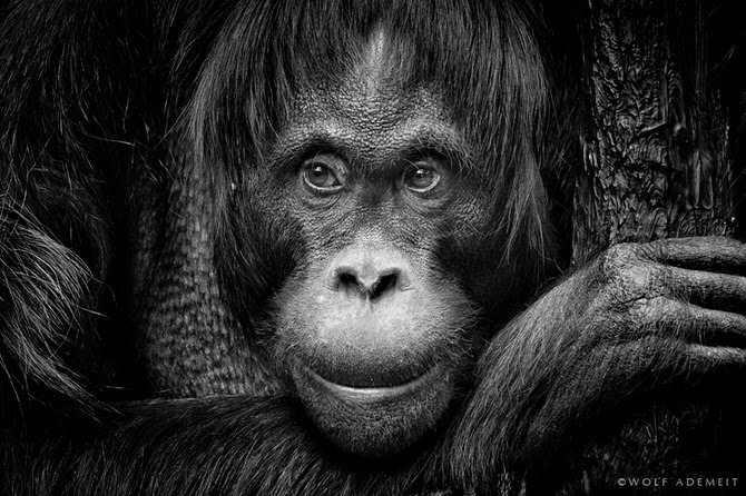 Вольф Адемайт – немецкий фотограф, который показывает индивидуальность и очарование животных
