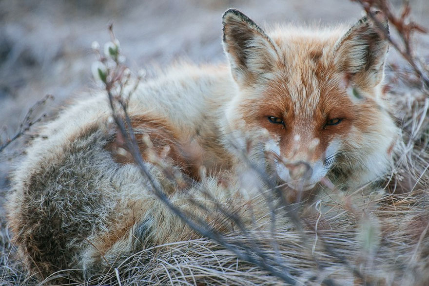 Cимпатичнейшие фотоснимки лис от фотоохотника Ивана Кислова-7