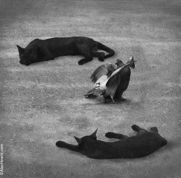 Чёрно-белые художественные фотографии Алекса Хоуита