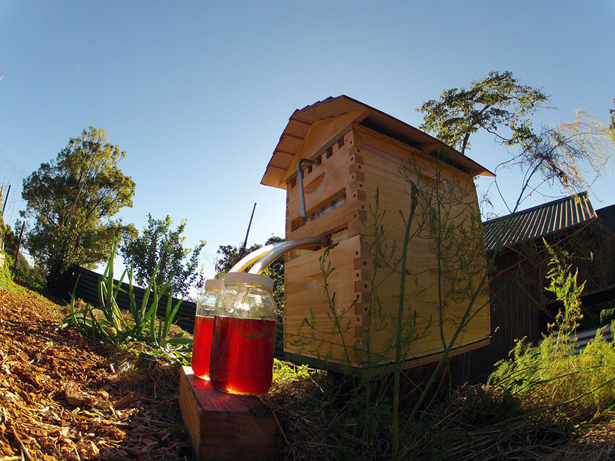 Новые ульи автоматически собирают мёд, чтобы не тревожить пчёл-9
