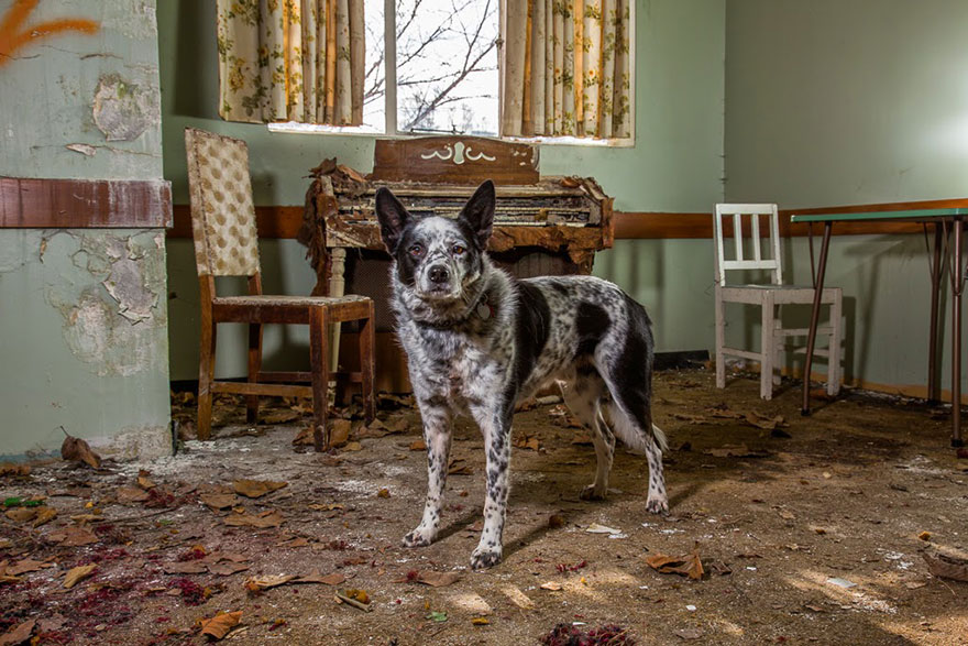 Портреты самых трудолюбивых собак в мире от Эндрю Флейдбо-21