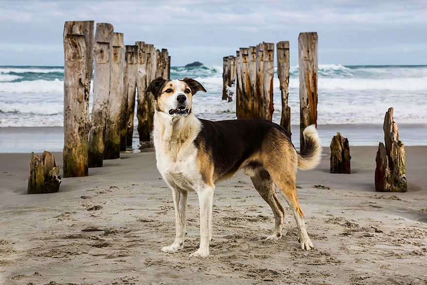Портреты самых трудолюбивых собак в мире от Эндрю Флейдбо-10
