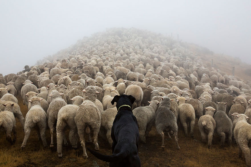 Портреты самых трудолюбивых собак в мире от Эндрю Флейдбо-11
