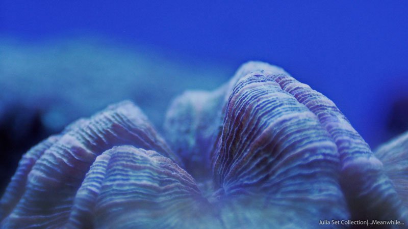 Удивительный подводный мир в Timelapse видео (9)