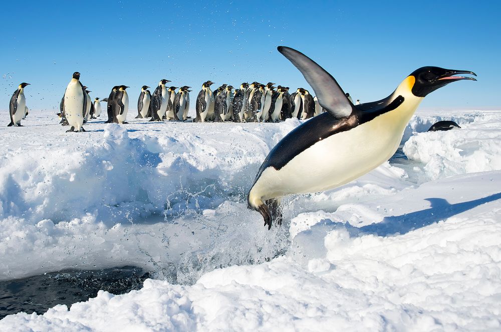 Imperatorskii Pingvin vynyrivaet iz vody v Guld Bei Antarktida