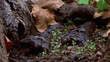 Как растут грибы - 8 завораживающих гифок-8-1