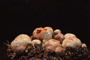 Как растут грибы - 8 завораживающих гифок-7