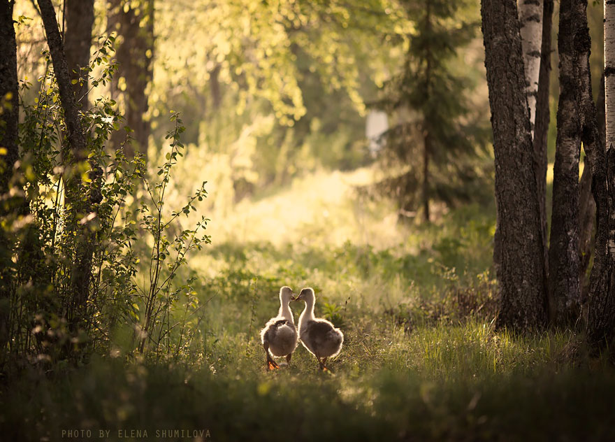 Деревенская идиллия в фотографиях Елены Шумиловой-2