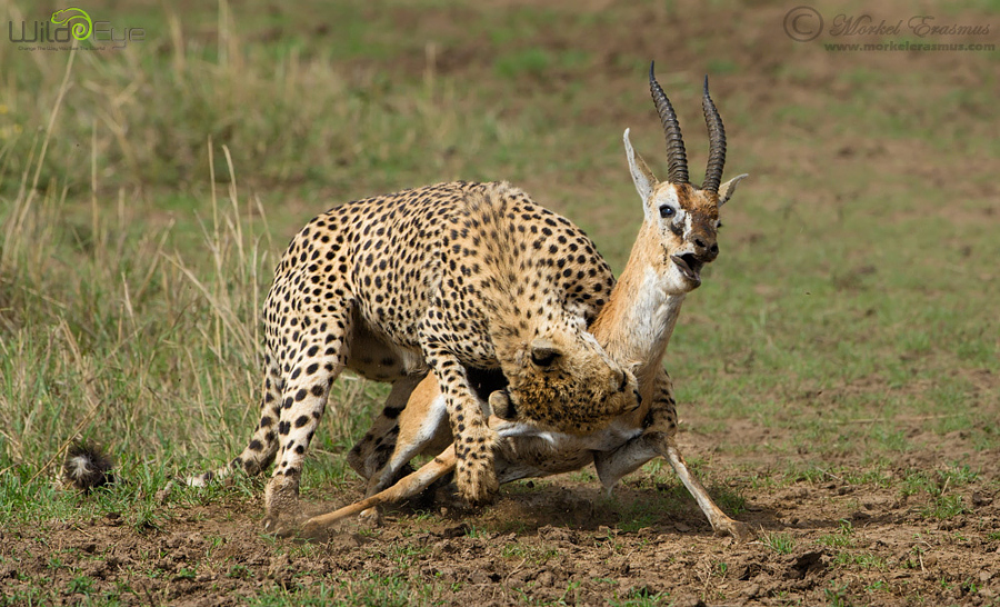 Охота гепарда на газель – захватывающие кадры из мира дикой природы 5