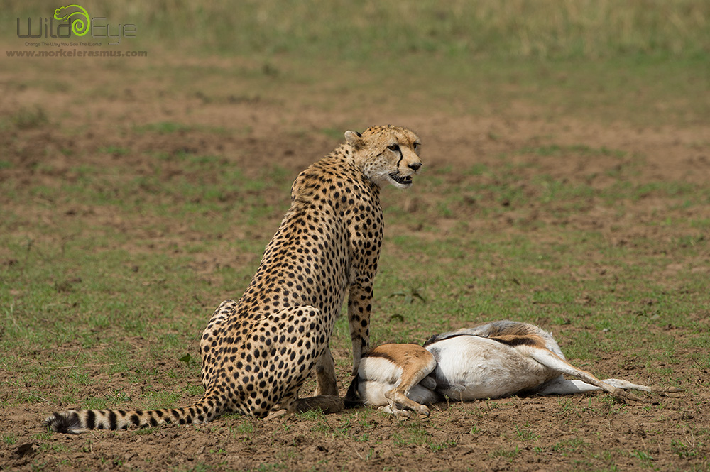 Охота гепарда на газель – захватывающие кадры из мира дикой природы 8