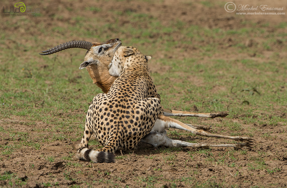 Охота гепарда на газель – захватывающие кадры из мира дикой природы 7