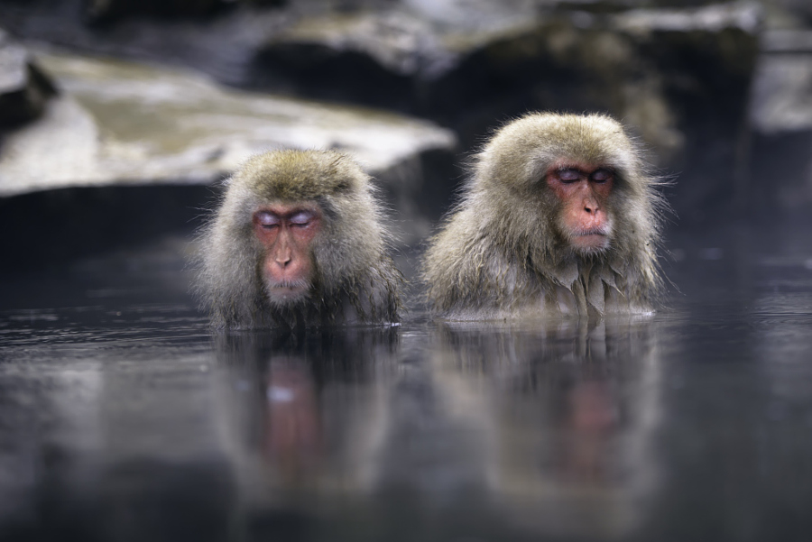 15 причин навестить японских снежных обезьян