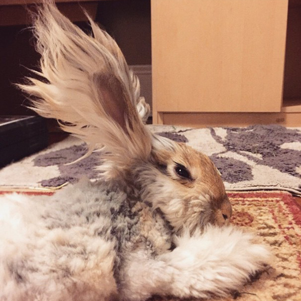 Уолли – ангорский кролик, уши которого похожи на крылья-9
