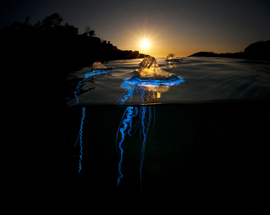 Параллельная вселенная: фотографии «Над/Под» водой от Мэтта Смита