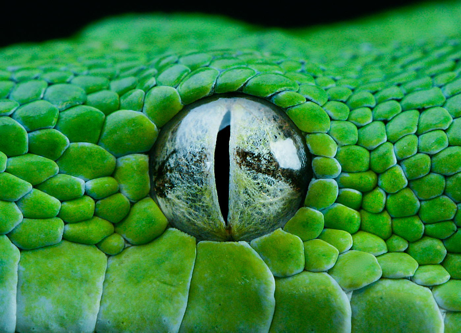 25 пугающих и потрясающих фотографий змей