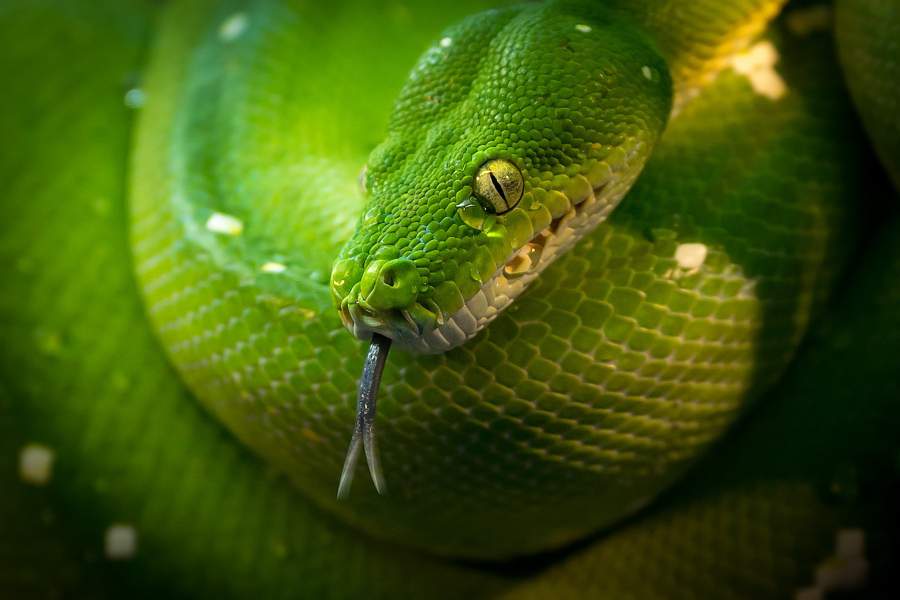 25 пугающих и потрясающих фотографий змей