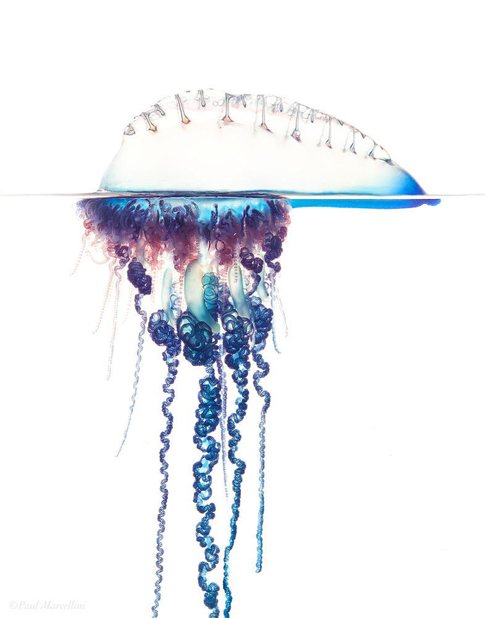 30 почти космических фотографий медуз