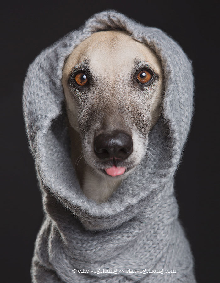 Экспрессивные портреты собак от фотографа Эльке Фогельзанг-8