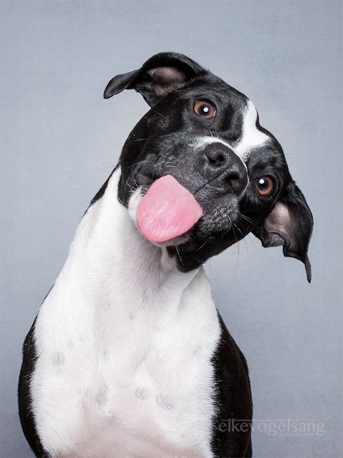 Экспрессивные портреты собак от фотографа Эльке Фогельзанг-2