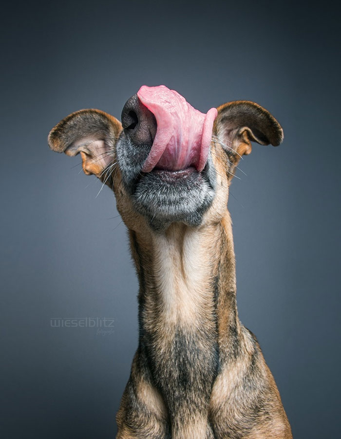 Экспрессивные портреты собак от фотографа Эльке Фогельзанг-4