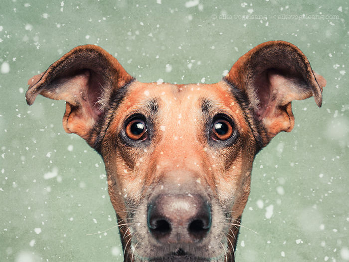 Экспрессивные портреты собак от фотографа Эльке Фогельзанг-16