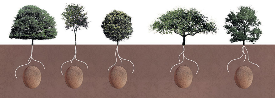 Органические капсулы для захоронения превратят ваших близких в деревья-6