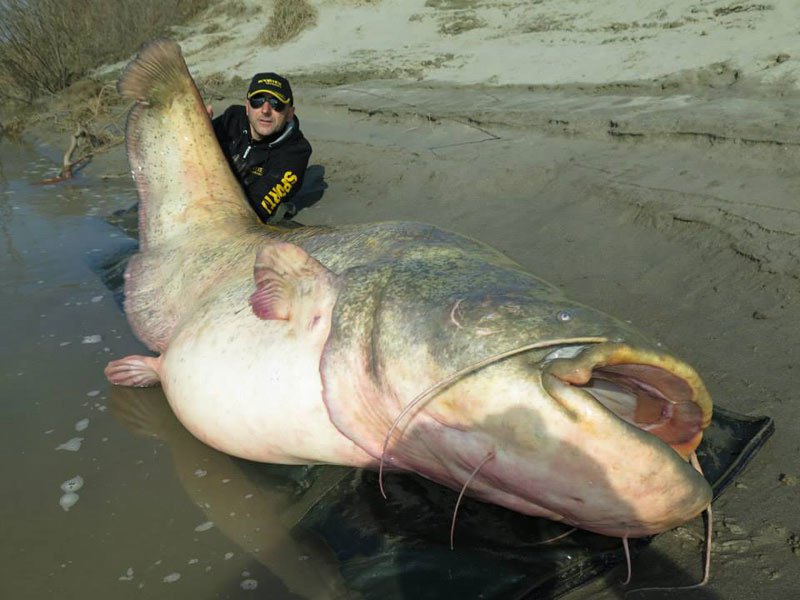 Рыбак поймал и отпустил 127-килограммового сома