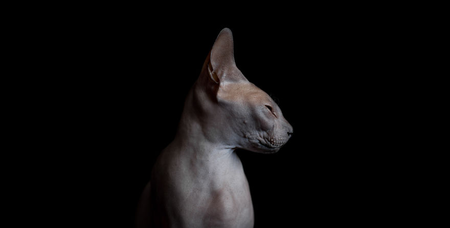 Непостижимо красивые голые кошки в фотографиях Алисии Риус