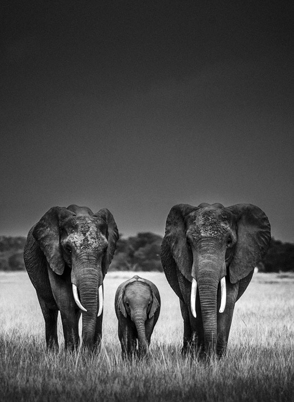 Чёрно-белые фотографии африканских диких животных от Лорана Баху