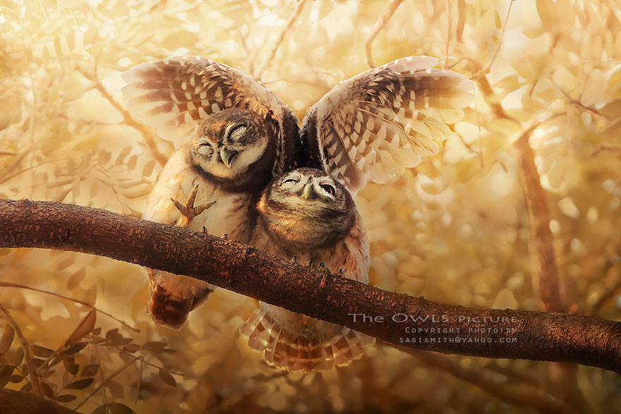 Многогранные совы в фотографиях Саси Смита-3