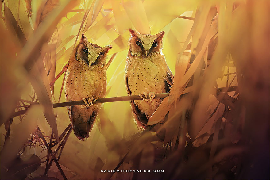 Многогранные совы в фотографиях Саси Смита-17