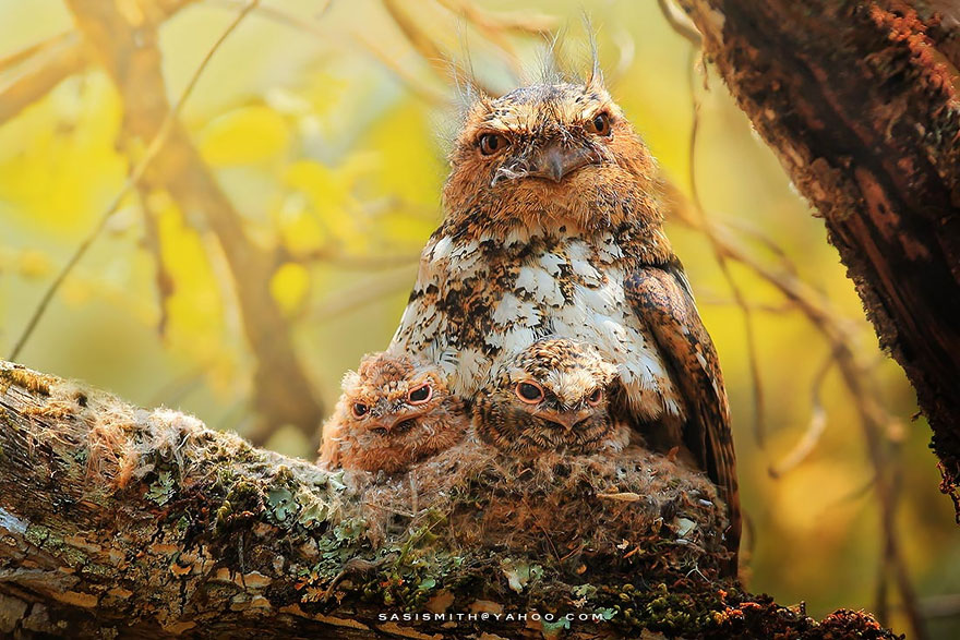 Многогранные совы в фотографиях Саси Смита-9
