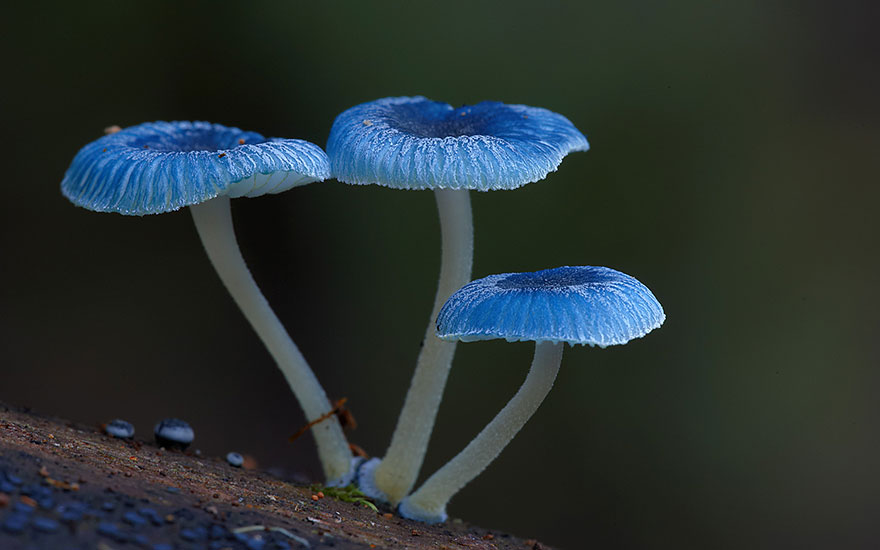Волшебные макрофотографии из мира грибов от Стива Эксфорда-19