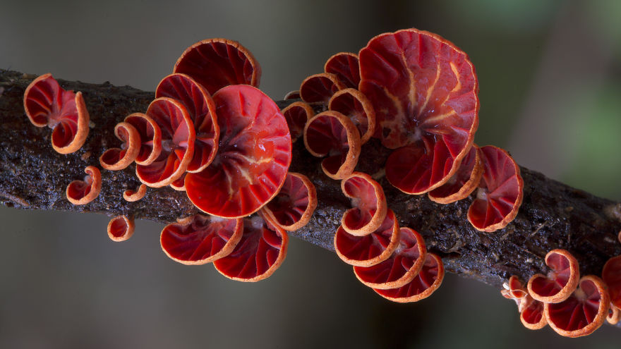 Волшебные макрофотографии из мира грибов от Стива Эксфорда-2