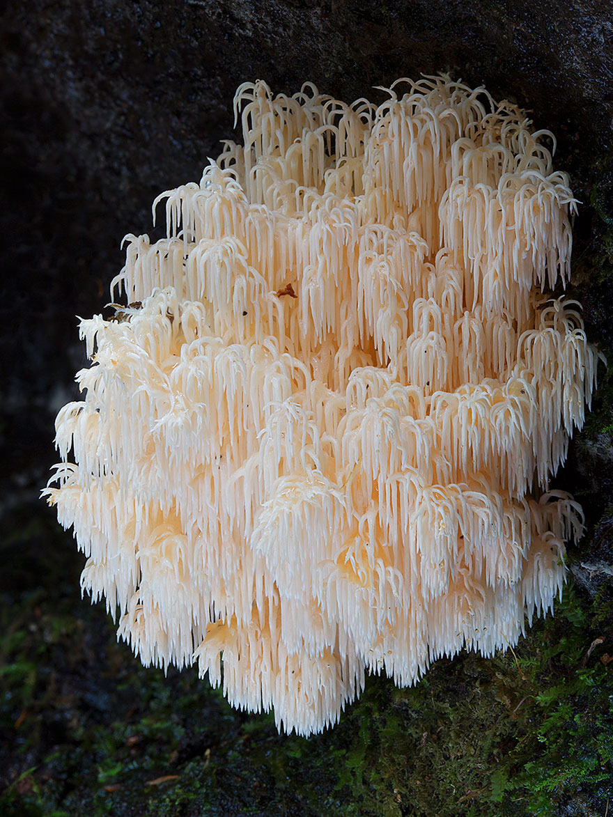 Волшебные макрофотографии из мира грибов от Стива Эксфорда-4