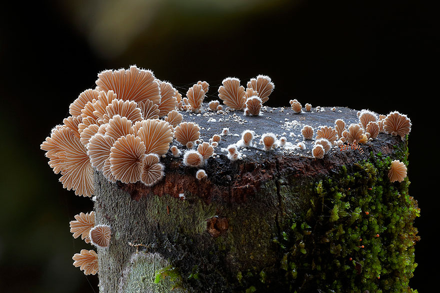 Волшебные макрофотографии из мира грибов от Стива Эксфорда-11