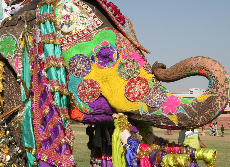Фестиваль слонов в Джайпуре, Индия