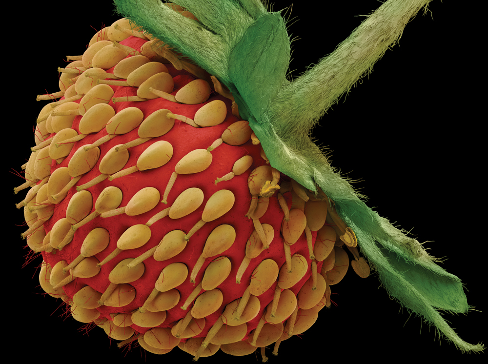 Фрукты и овощи под микроскопом - микрофотографии - 1
