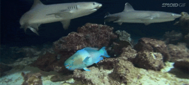 Video ryba pryachetsya ot akul