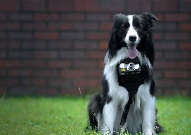 Nikon «Heartography» - фотоаппарат для собак, срабатывающий при учащении пульса - 6