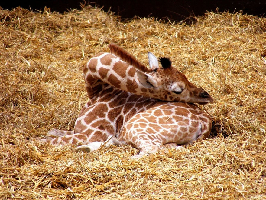 Как спят жирафы - 12 редких фото - 7