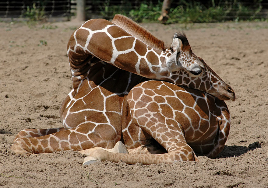 Как спят жирафы - 12 редких фото - 8