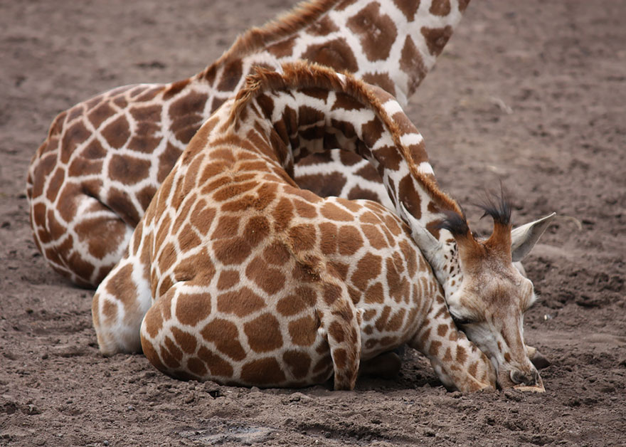 Как спят жирафы - 12 редких фото - 9