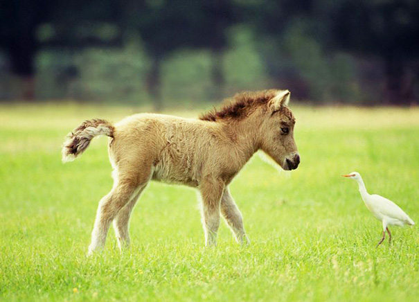 Невероятно очаровательные мини-лошади – 26 фото - 15