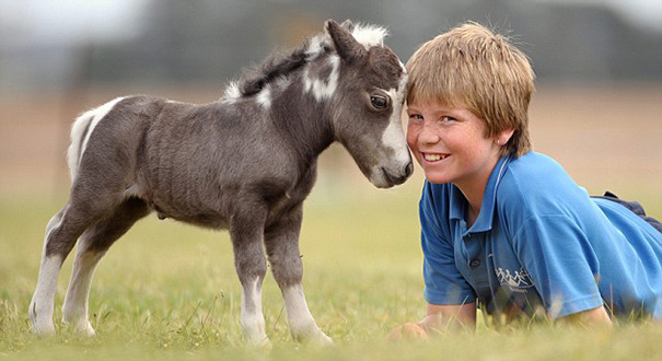 Невероятно очаровательные мини-лошади – 26 фото - 18