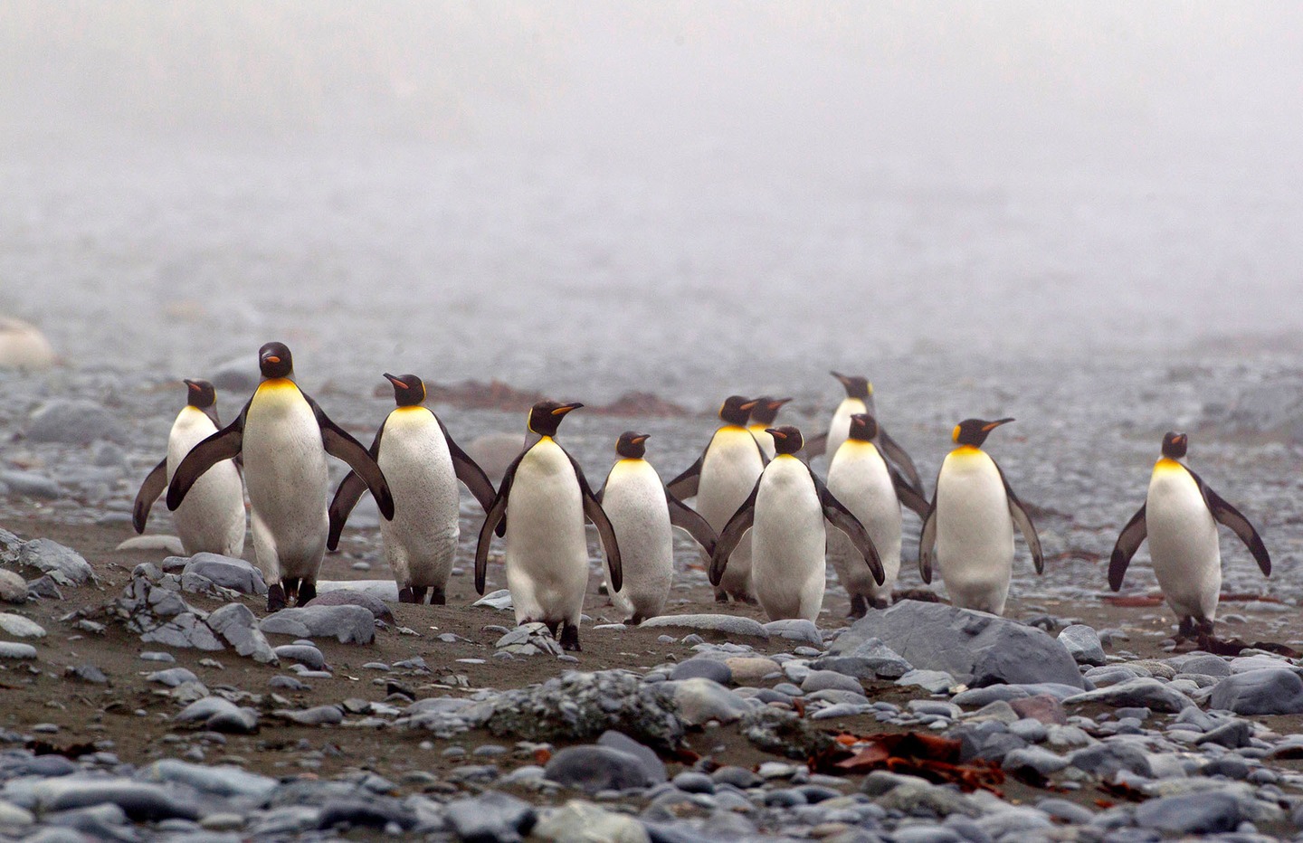 Маккуори – крошечный зелёный остров, где правят пингвины - 12
