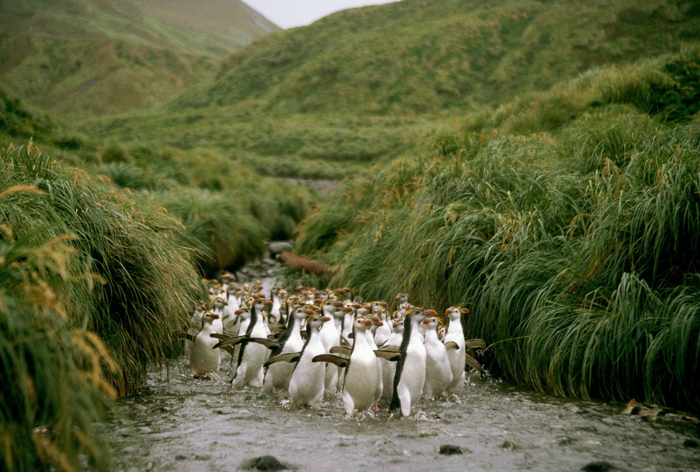 Маккуори – крошечный зелёный остров, где правят пингвины - 14