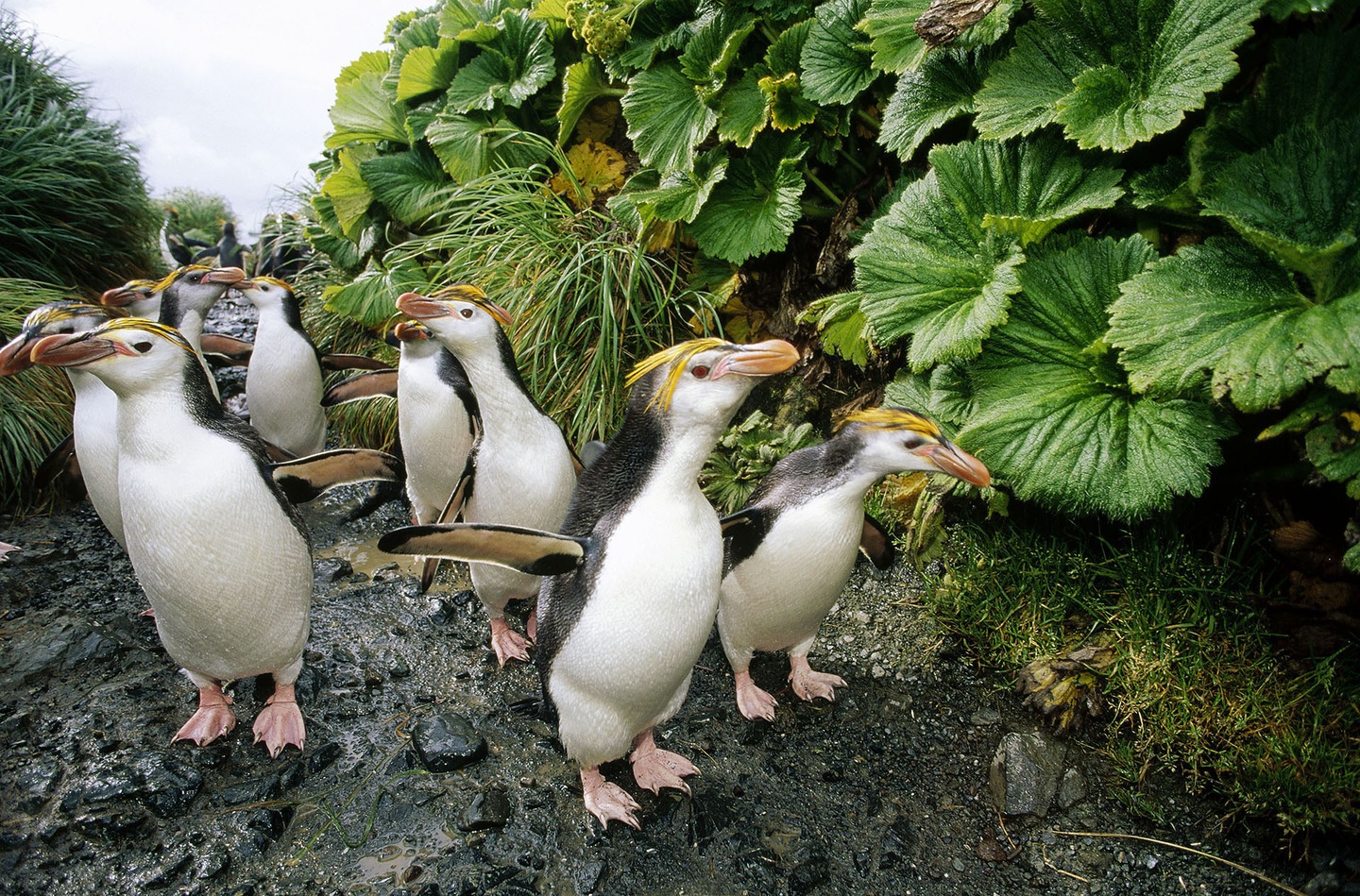 Маккуори – крошечный зелёный остров, где правят пингвины - 7