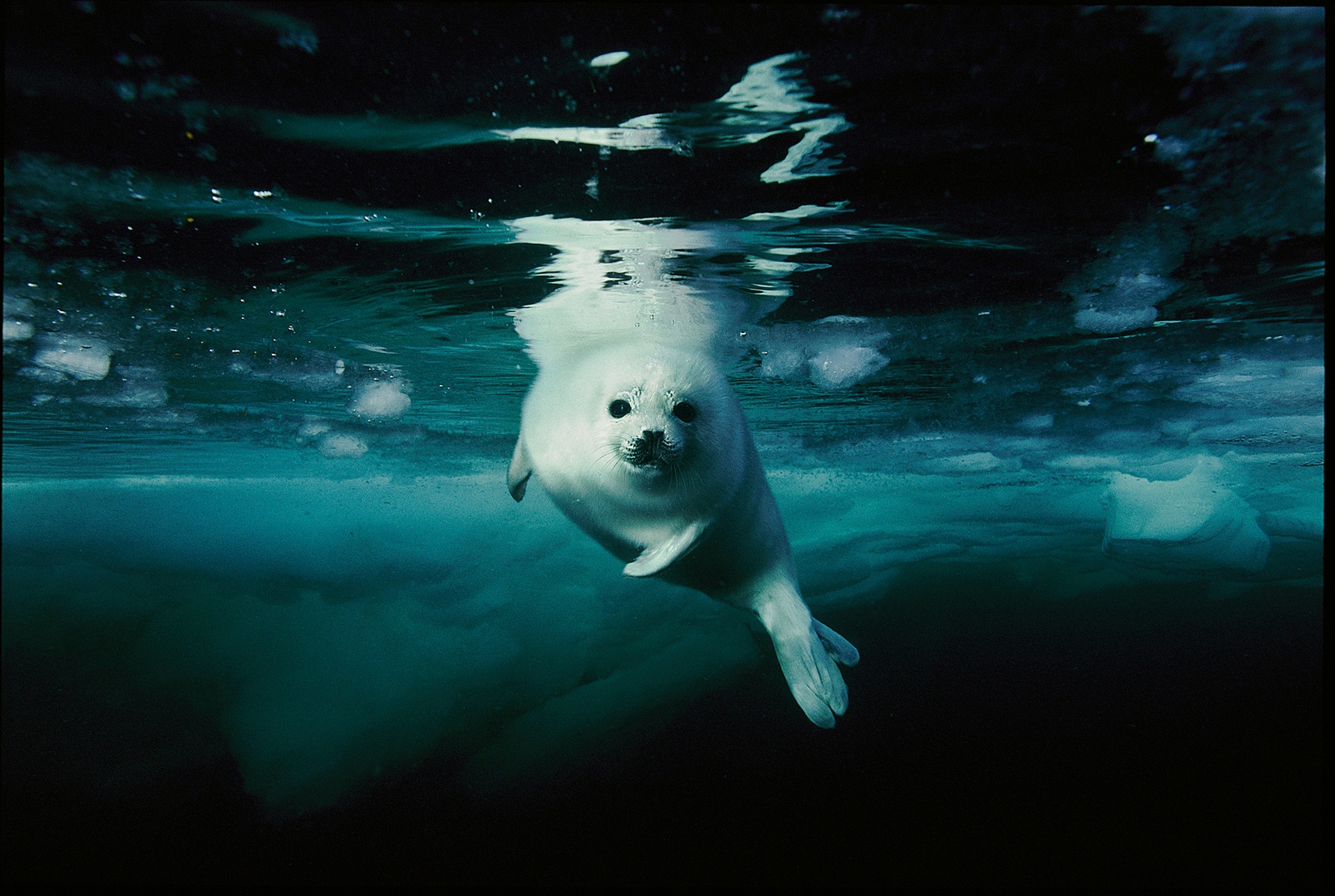 Тюлень Северного Ледовитого Океана