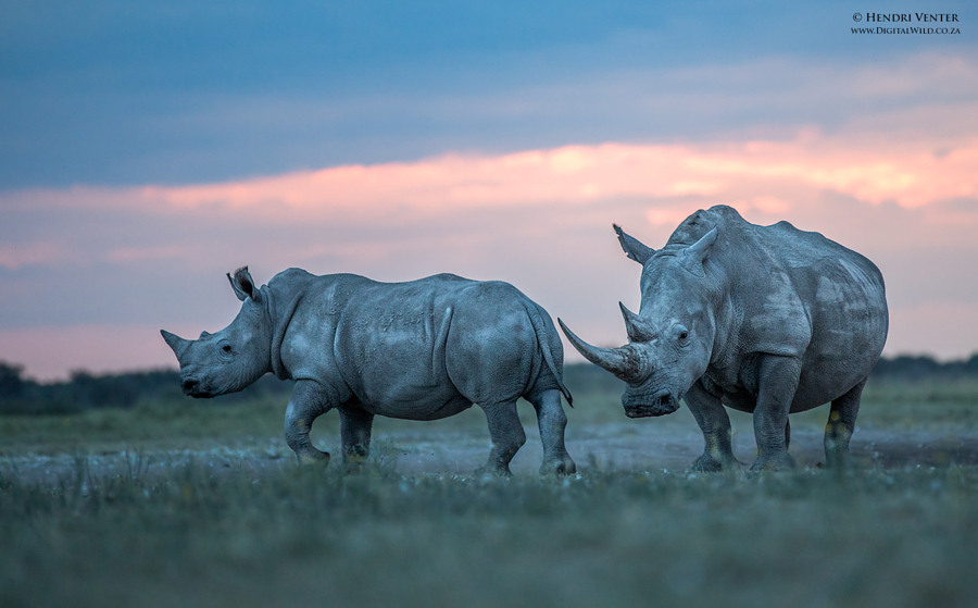 Носороги фото